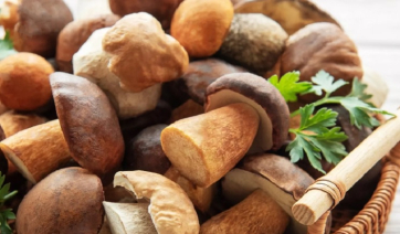Μανιτάρια πορτομπέλο, πλευρώτους, αγαρικά, λεντινούλες: Πώς θα τα μαγειρέψετε τέλεια