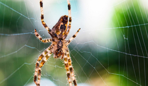 Φοβάστε τις αράχνες; Για ποιους λόγους δεν πρέπει να τις σκοτώνετε όταν τις δείτε στο σπίτι σας