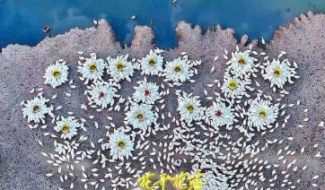 Χιλιάδες χήνες σχηματίζουν τεράστια χρυσάνθεμα σε μια μαγευτική εικόνα (Βίντεο)