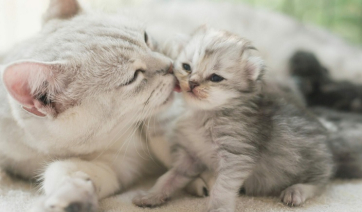 Θυμούνται τα γατάκια τη μητέρα τους; Tι θα συμβεί αν τη δουν μετά από καιρό