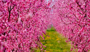 Οι ανθισμένες ροδακινιές της Βέροιας κοντράρουν στα ίσια τις κερασιές της Ιαπωνίας