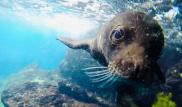 Το πρώτο μωρό μεσογειακής φώκιας μέσα σε θαλάσσιο σπήλαιο στην Κάρπαθο (βίντεο)