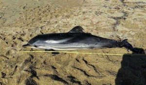 Νεκρό δελφίνι στη Νάξο - Το θλιβερό θέαμα ενός νεκρού δελφινιού αντίκρισαν το Σάββατο το απόγευμα μέλη του Συλλόγου &quot;Προστασία Άγριας Ζωής Νάξου&quot;