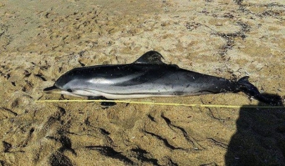 Νεκρό δελφίνι στη Νάξο - Το θλιβερό θέαμα ενός νεκρού δελφινιού αντίκρισαν το Σάββατο το απόγευμα μέλη του Συλλόγου "Προστασία Άγριας Ζωής Νάξου"