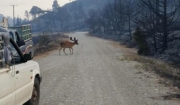 Ένα αρσενικό πλατόνι της Ρόδου (dama dama) περπατάει μέσα στα αποκαΐδια