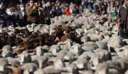 Γέμισαν με πρόβατα οι δρόμοι της Μαδρίτης - Κατευθύνονται προς τα χειμερινά τους βοσκοτόπια