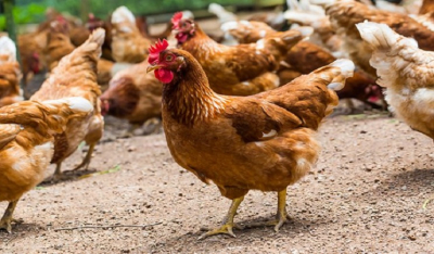 Ολλανδία: Σφαγιάζονται άλλα 300.000 πουλερικά λόγω της γρίπης των πτηνών