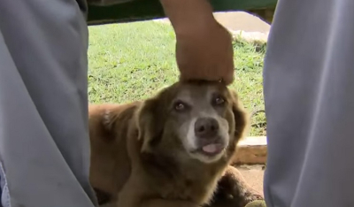 Ο Βραζιλιάνος «Χάτσικο» έζησε 10 χρόνια στο νεκροταφείο δίπλα στον κηδεμόνα του και άλλαξε τον νόμο: Τα κατοικίδια θα θάβονται με τις οικογένειές τους στο Σάο Πάολο