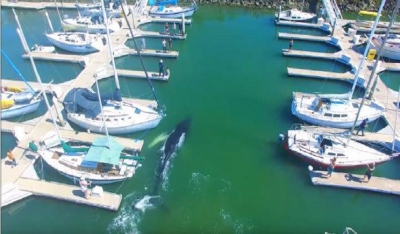 Φάλαινα εγκλωβίζεται σε μαρίνα γεμάτη σκάφη -Χαμός στις προβλήτες